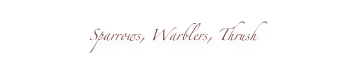 Sparrows, Warblers, Thrush